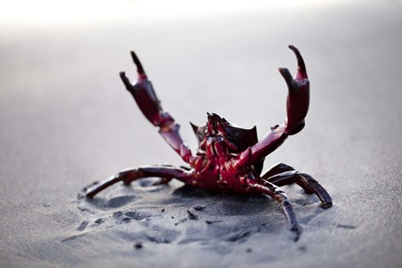 Claws Up by Thomas Haney art print