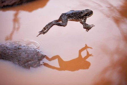 Frog Jump 3 by Thomas Haney art print