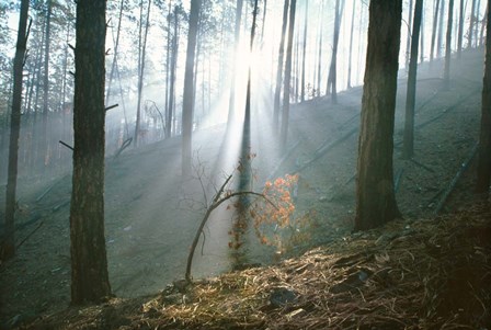 Smoke Forest by Thomas Haney art print