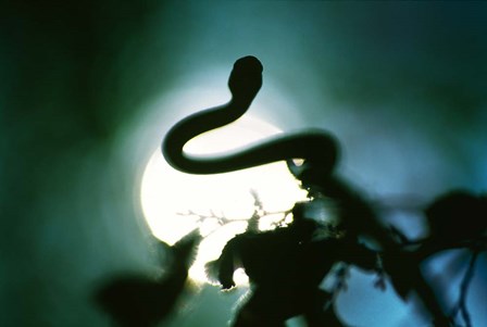 Snake Sun by Thomas Haney art print