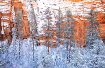 Ponderosa Sandstone by Thomas Haney art print