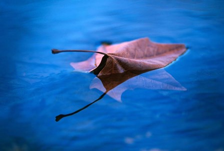 Sycamore Reflection by Thomas Haney art print