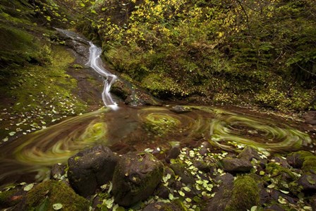 Three Blurs by Thomas Haney art print