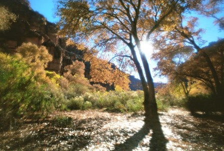 Trembling by Thomas Haney art print