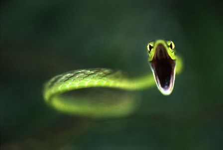 Vine Snake by Thomas Haney art print