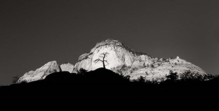 Zion Tree Silhouette by Thomas Haney art print