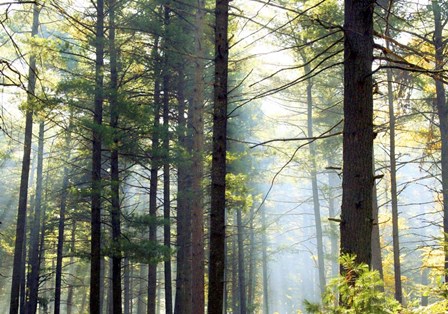 Shrouded Forest II by Willow Way Studios, Inc. art print