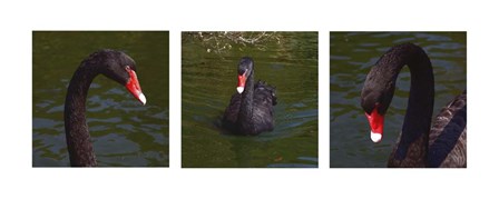 Black Swan Trio by Willow Way Studios, Inc. art print