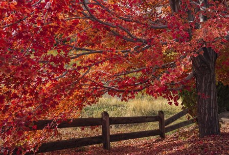 Flames on the Fence Master by Darren White Photography art print