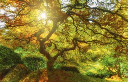 Good Morning Sunshine by Darren White Photography art print