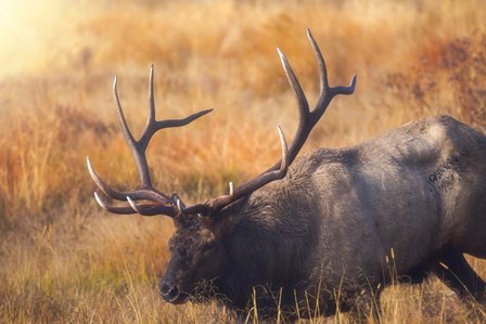 Shooting the Bull by Darren White Photography art print