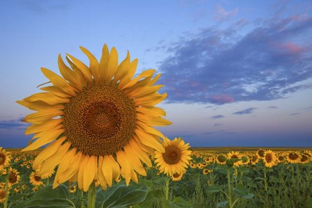 Sunny Side Up by Darren White Photography art print