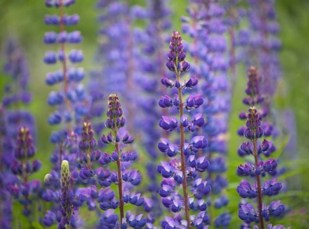 Blue Lupine Flowers by Cora Niele art print