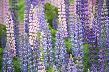 Blue Pink Lupine Field by Cora Niele art print