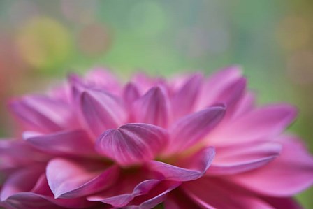 Dahlia Petals by Cora Niele art print