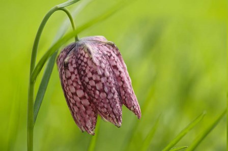 Snake's Head Fritillary Flower by Cora Niele art print