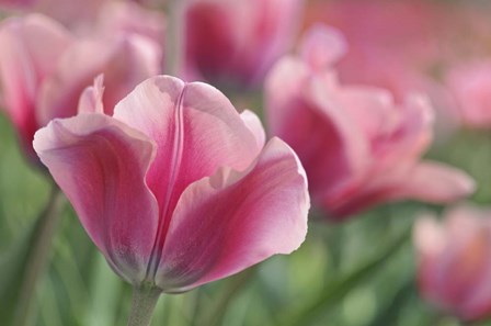 Tulip Mirella Pink by Cora Niele art print