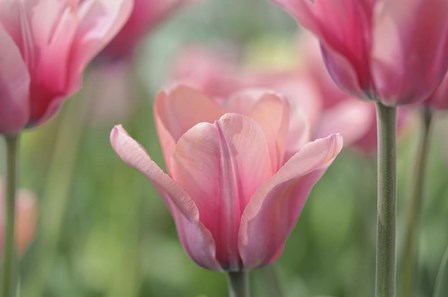 Tulip Mirella by Cora Niele art print