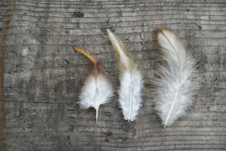 Three Feathers on Wood by Cora Niele art print