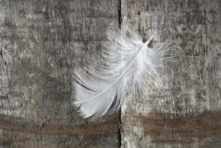 Whilte Feather on Rough Wood by Cora Niele art print