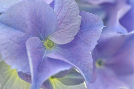 Blue Hortensia by Cora Niele art print