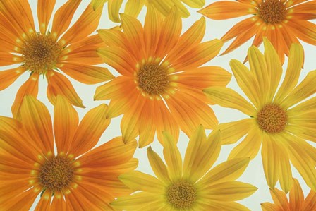 Orange Daisies by Cora Niele art print
