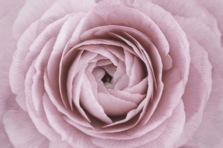 Persian Buttercup by Cora Niele art print