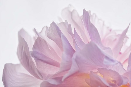Pink Peony Petals VI by Cora Niele art print