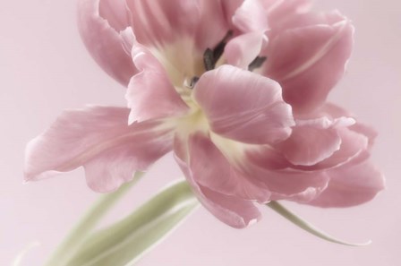 Soft Pink Tulip by Cora Niele art print