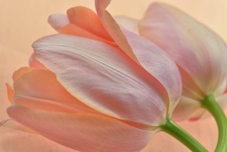 Two Orange Tulips by Cora Niele art print