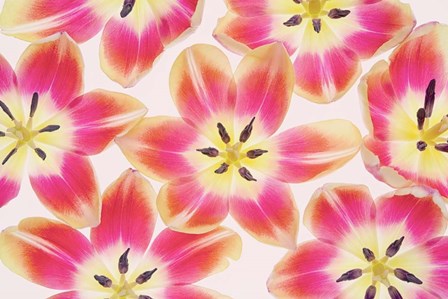 Yellow and Red Tulips by Cora Niele art print