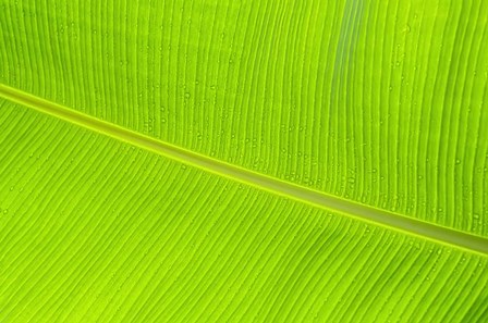 Leaf Texture II by Cora Niele art print