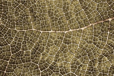 Sepia Leaf Texture by Cora Niele art print