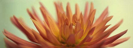 Orange Dahlia Scape by Cora Niele art print