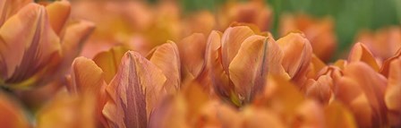 Orange Tulip Scape by Cora Niele art print