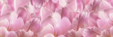 Pink Tulip Scape by Cora Niele art print