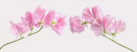 Two Sweet Peas by Cora Niele art print