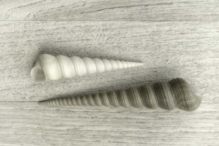 Sea Snail Shells by Cora Niele art print