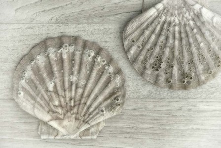Two King Scallop Shells by Cora Niele art print