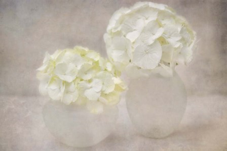 White Hortensia Still Life by Cora Niele art print