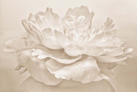 White Peony by Cora Niele art print