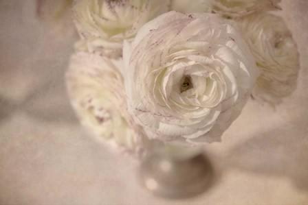 White Persian Buttercup Still Life by Cora Niele art print