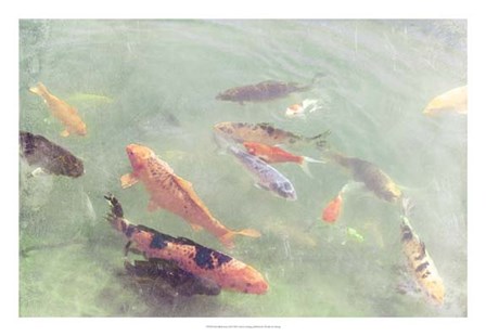 Koi Reflections II by Alicia Ludwig art print