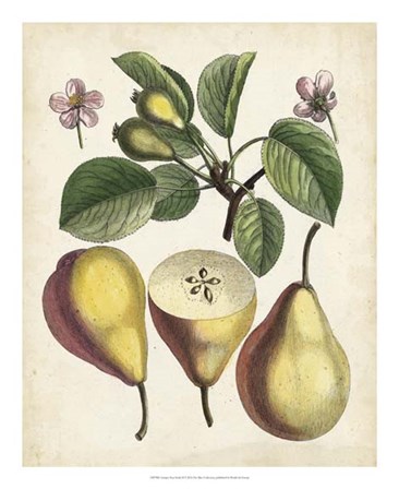 Antique Pear Study II art print