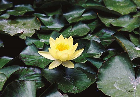 Water Lilly by John Jones art print