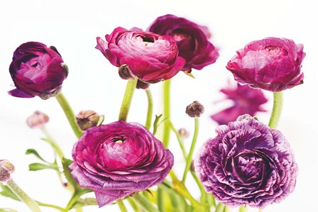 Spring Ranunculus III by Laura Marshall art print