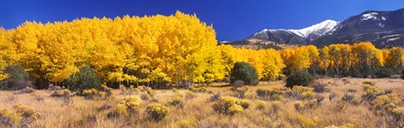 Golden Aspen Trees, Colorado by Panoramic Images art print
