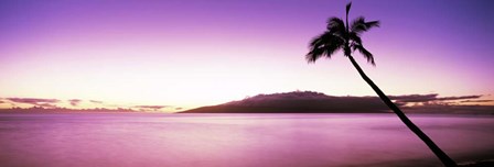 Palm Tree on Purple, Maui, Hawaii by Panoramic Images art print