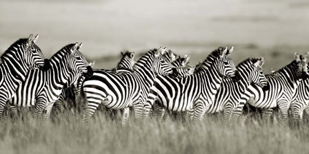 Grant&#39;s Zebra, Masai Mara, Kenya by Frank Krahmer art print