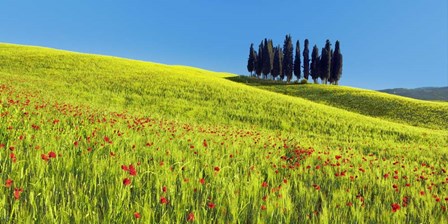 Cypress and Corn Field, Tuscany, Italy by Frank Krahmer art print